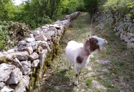 Održana radionica suhozidanja „Kamik i gromači 2.“