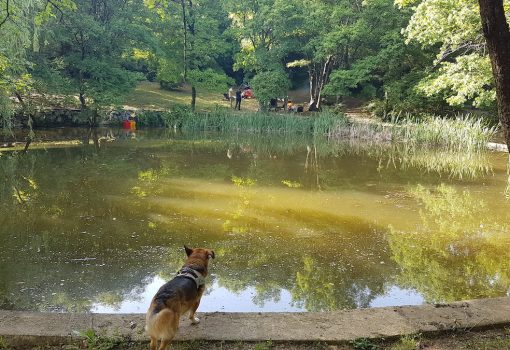 Nordijsko hodanje i ekološka akcija uređenja područja Mistraž u sklopu programa Susjedstva Pehlin EPK